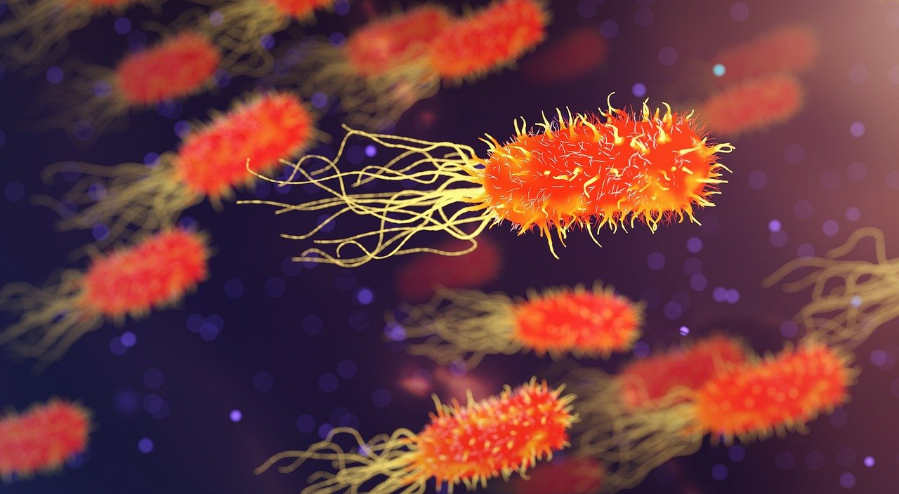 How worried should we be about hantavirus?