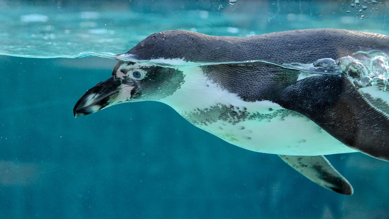 Sea Life penguins kept in basement to get better home with daylight