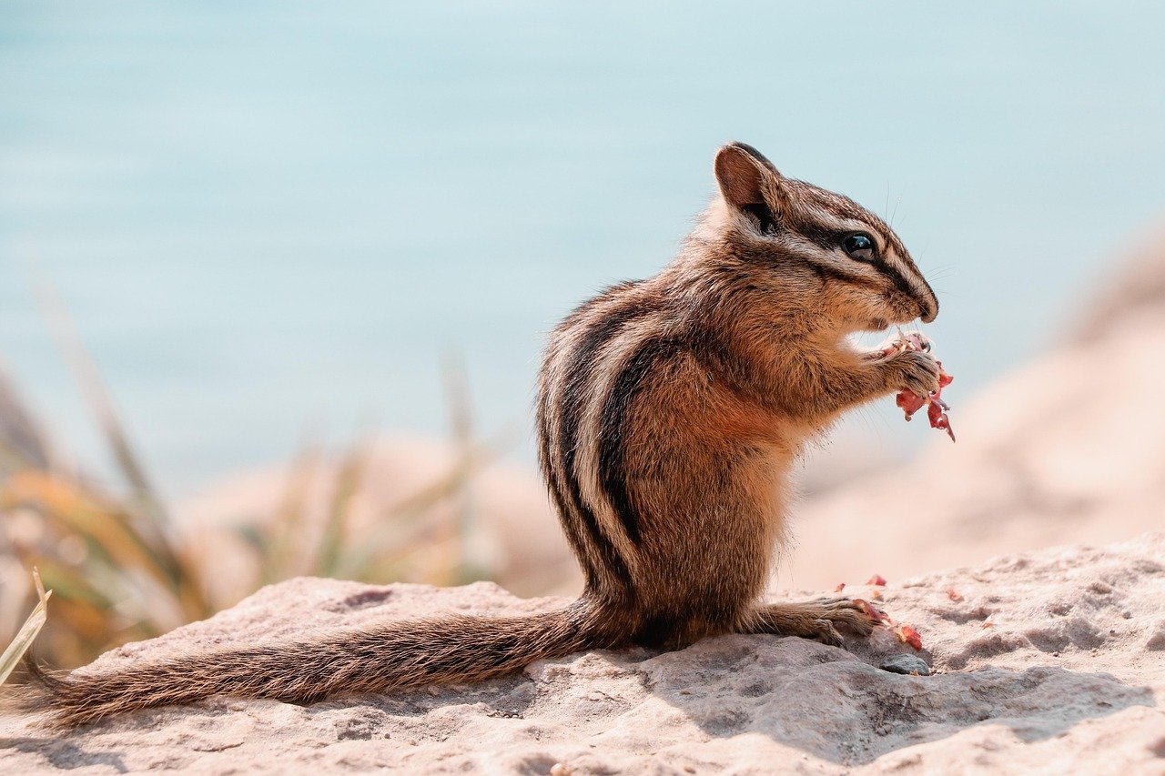 Weekly quiz: Which animal delivered the King’s birthday card to Sir David Attenborough?