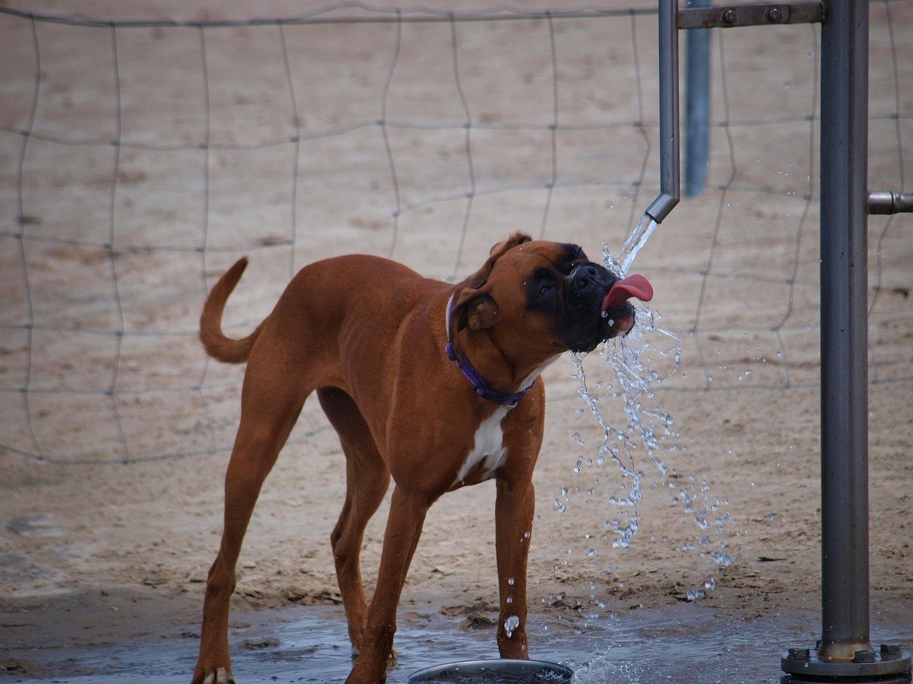 What are the signs of heatstroke in dogs?