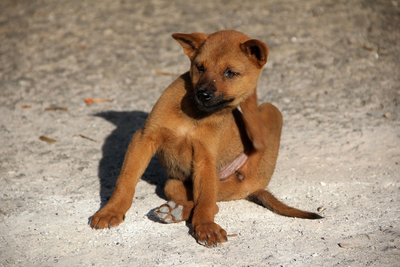 Vets advise ban on over the counter flea treatment for pets